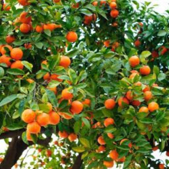 Meet your Posher, Sissy - Picture 1 of 1